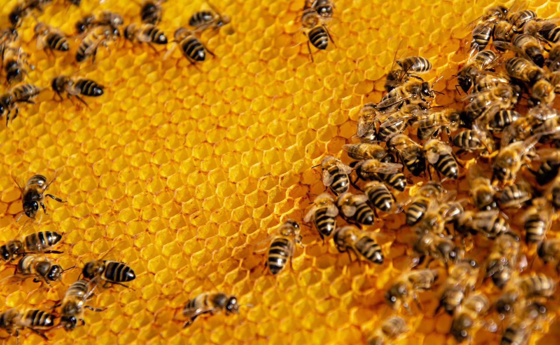 Bees In A Honeycomb — Parma, OH — Expert Pest Control