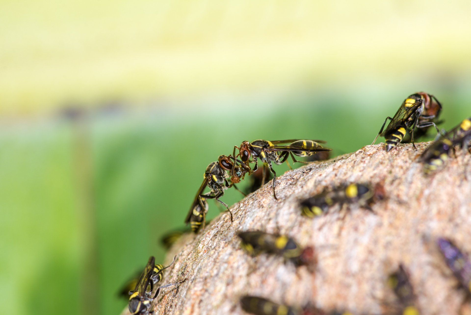 Cedar Wood Wasp — Parma, OH — Expert Pest Control