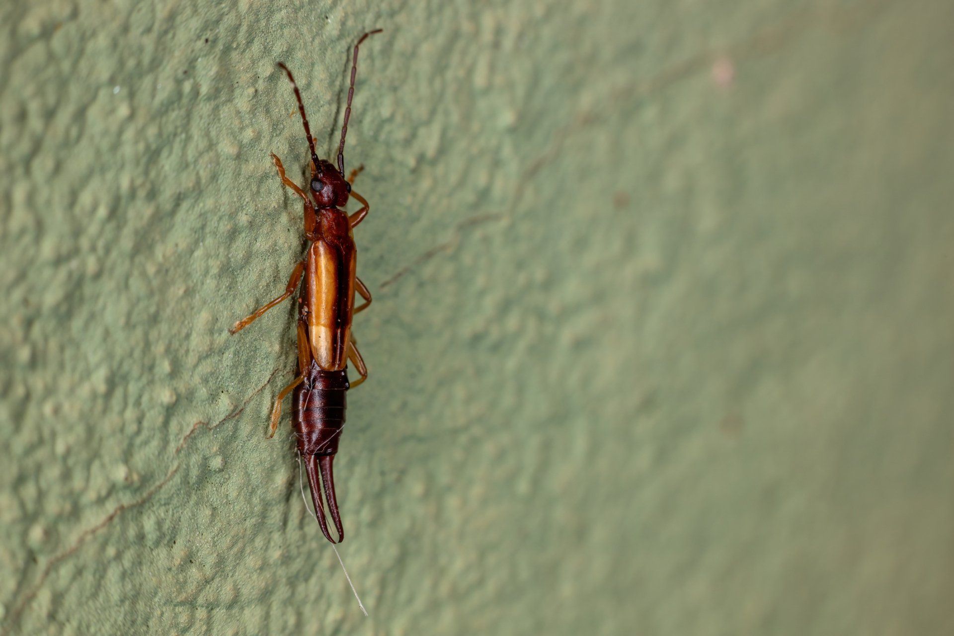Earwig Insect — Parma, OH — Expert Pest Control