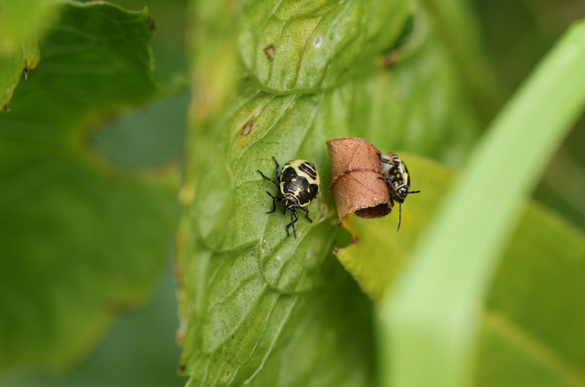 Stink Bugs — Parma, OH — Expert Pest Control