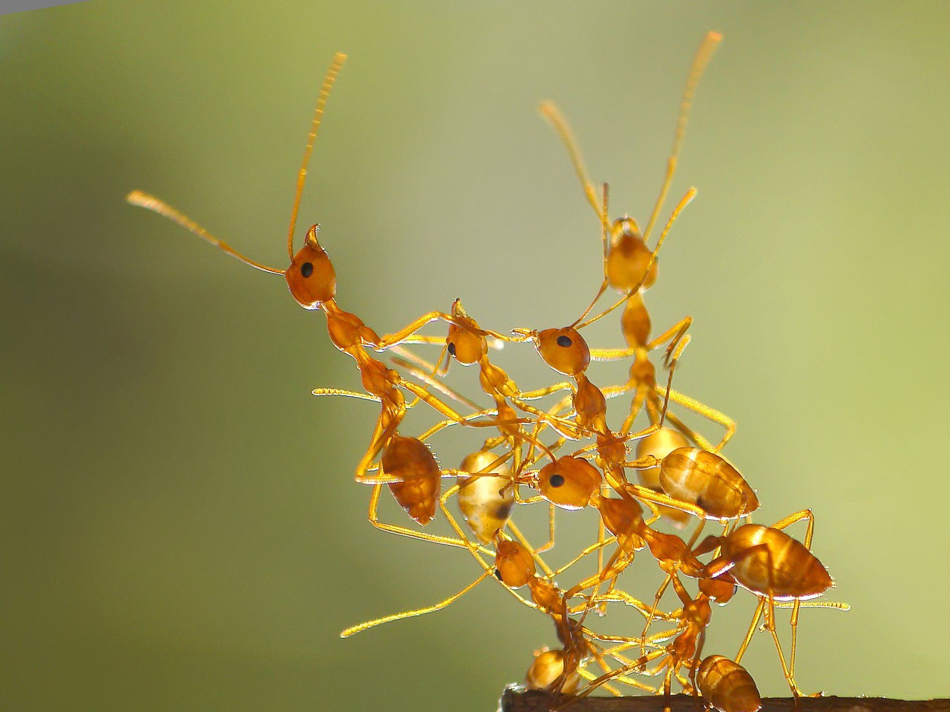 Fire Ants — Parma, OH — Expert Pest Control