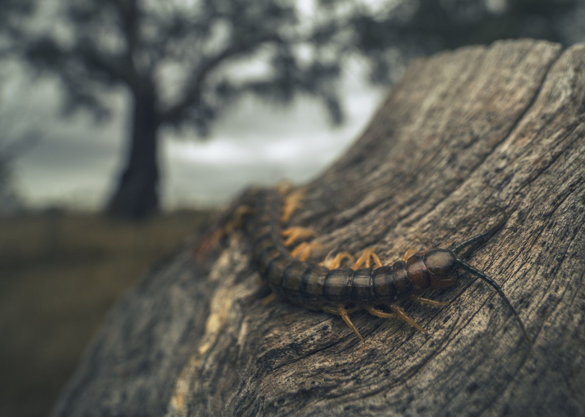 Wood Eating Centipede — Parma, OH — Expert Pest Control