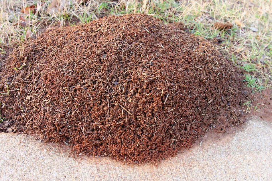 A large, mound-shaped ant hill made of loose, dark brown soil sitting on the ground next to a concrete sidewalk.