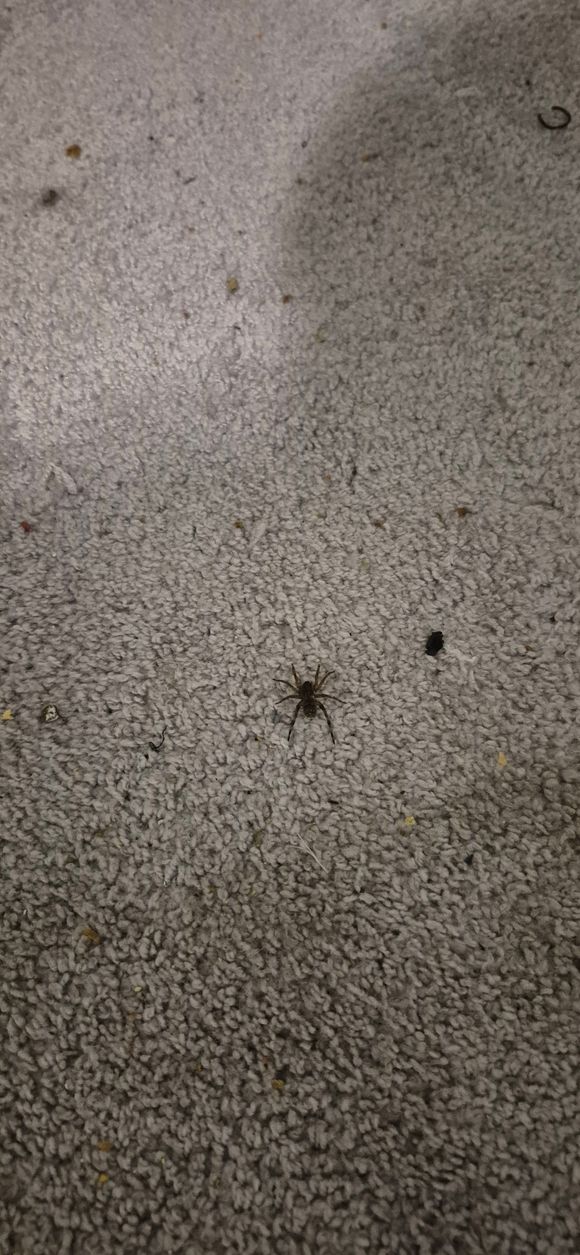 A small, dark-colored spider crawling on a light-colored, speckled surface.