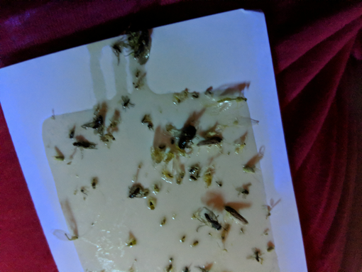 A sticky insect trap containing various small flies and gnats, placed on a white surface against a red fabric background.