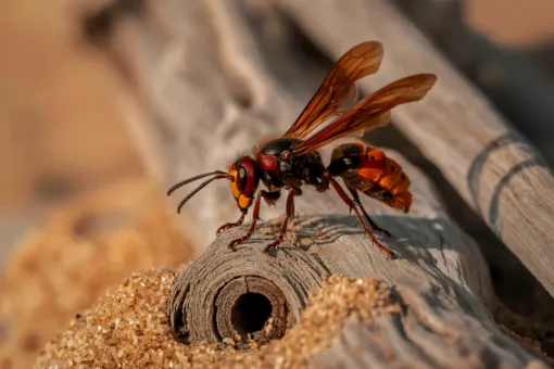 An orange and black hornet perched on a weathered piece of wood with a circular hole, surrounded by light brown sand.