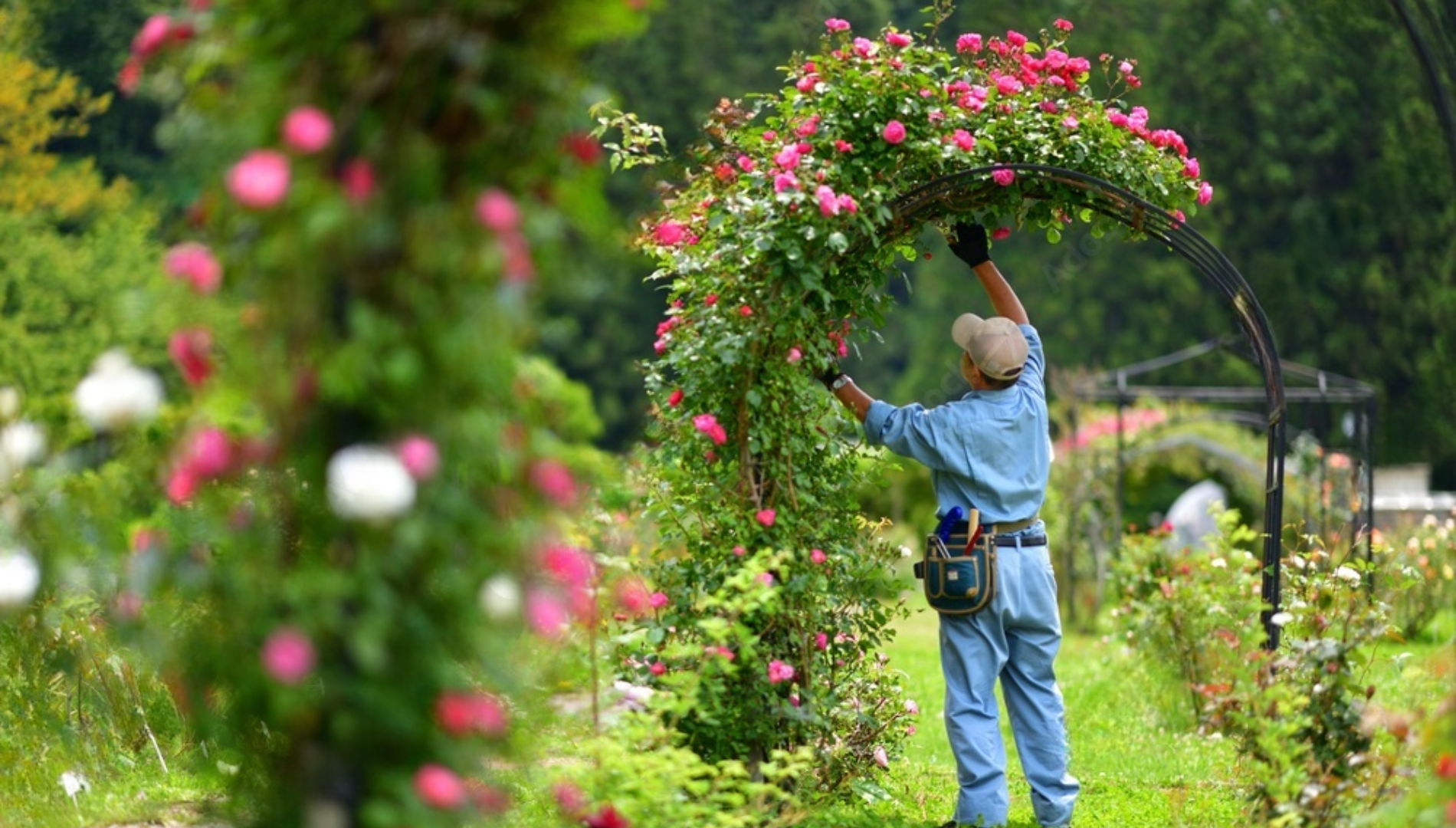 landscaping contractor cape girardeau mo