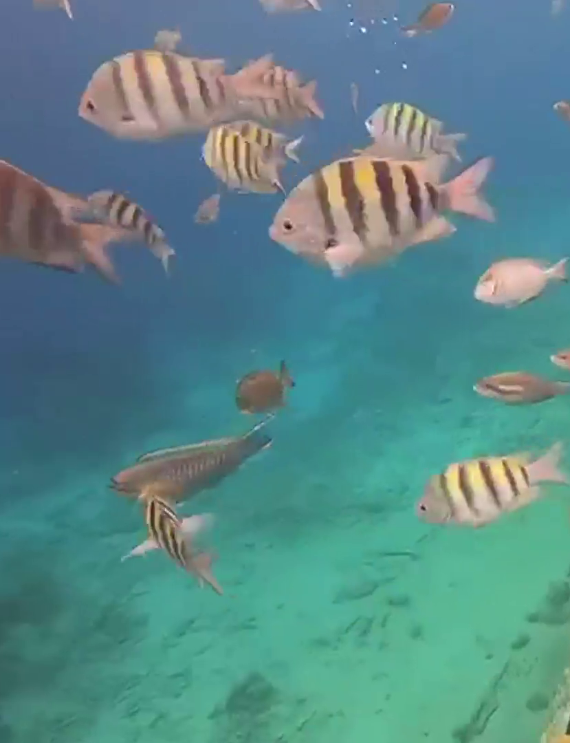 Snorkel en Curazao