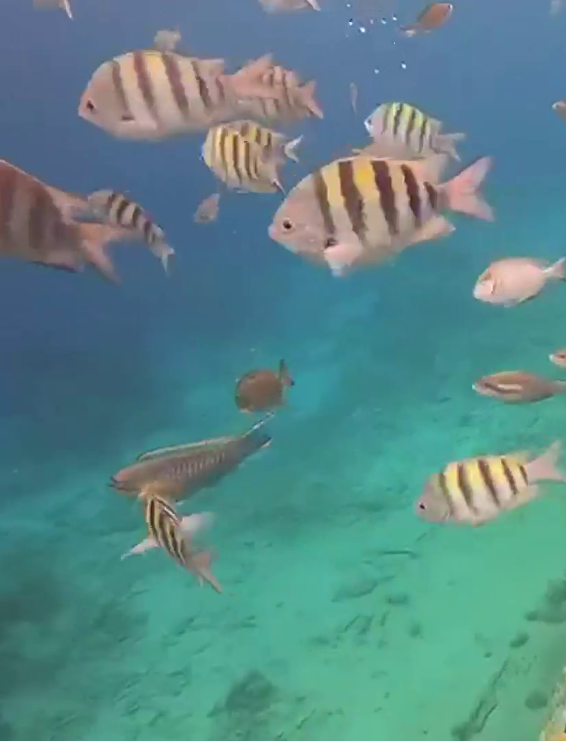 Schnorcheln Curacao