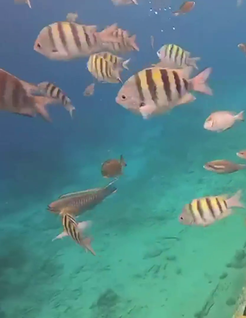 Snorkeling Curacao
