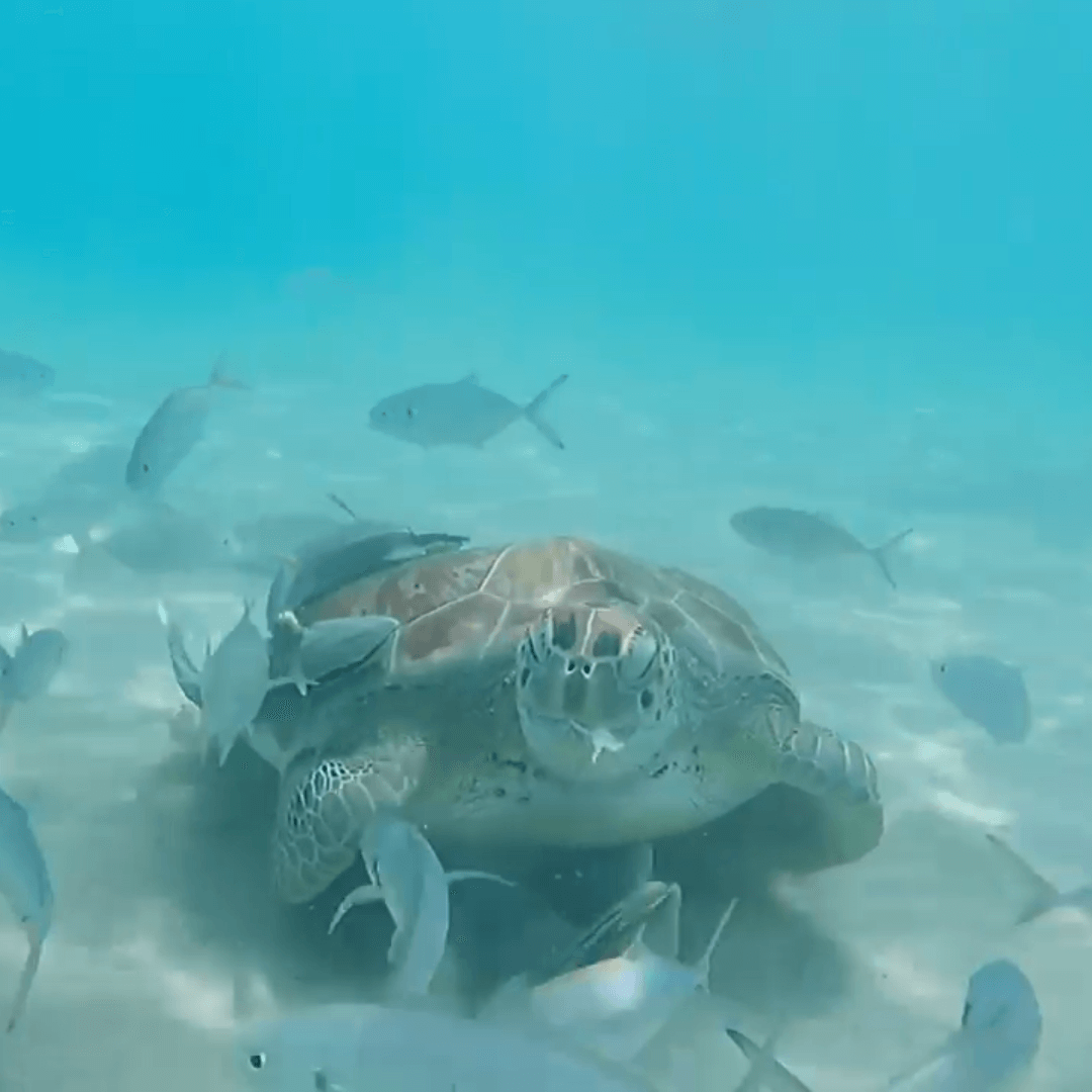 boat trip curacao with turtles at playa piskado
