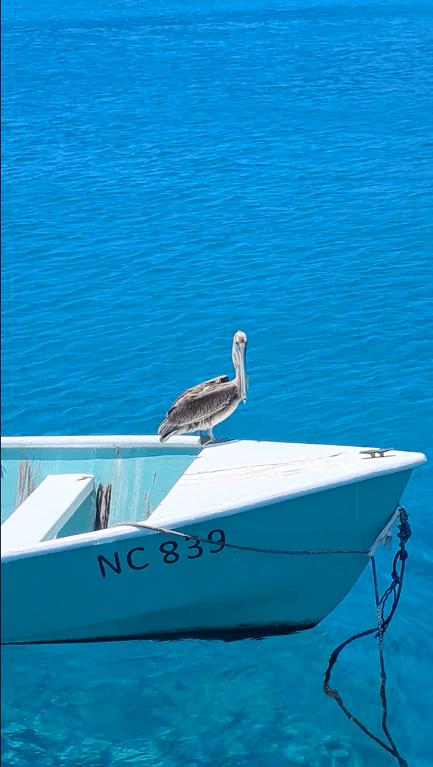 Boottrip Curacao - Pelikaan