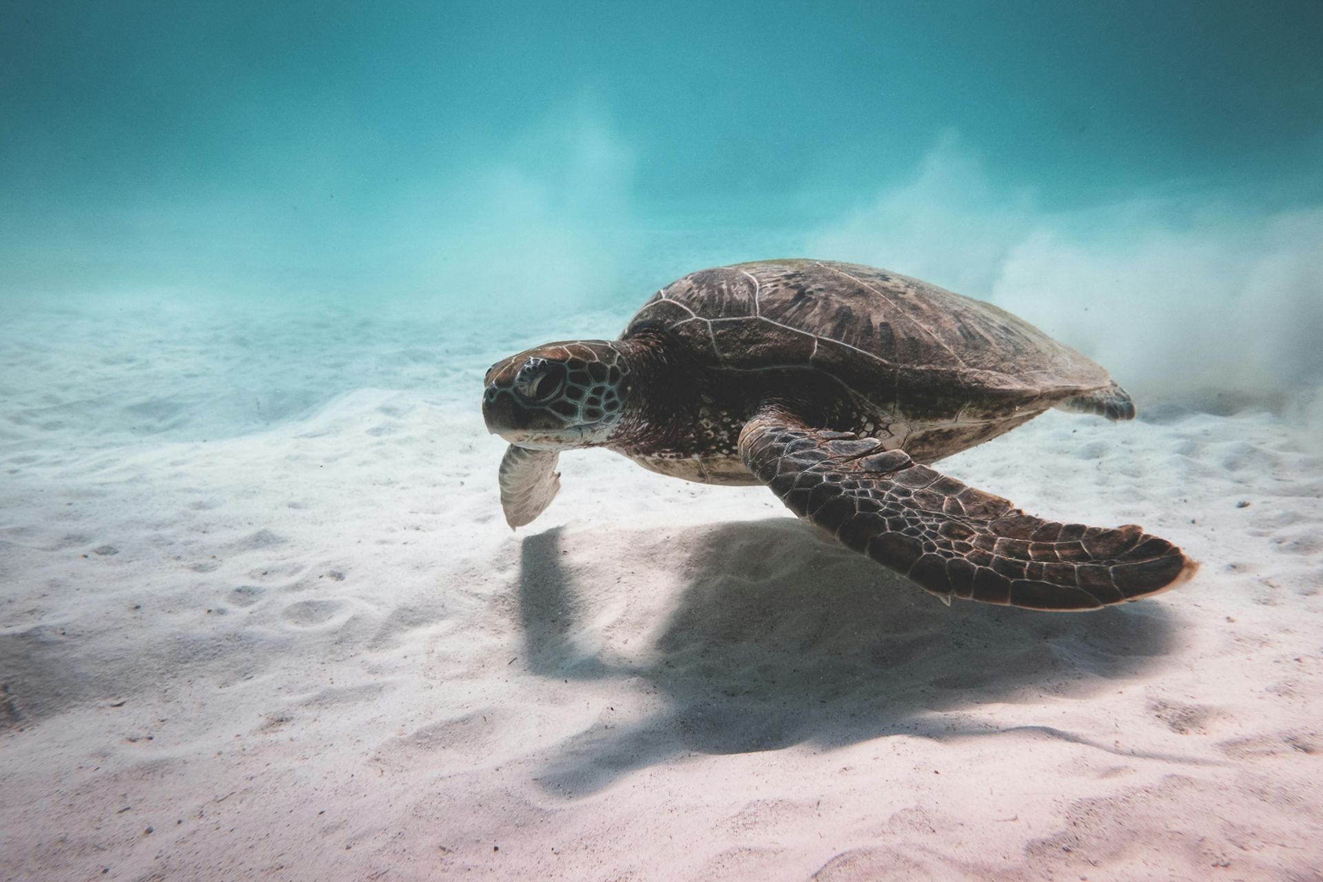 Zeeschildpad zwemmend in het heldere water van Curaçao tijdens een van onze boottochten Curaçao.