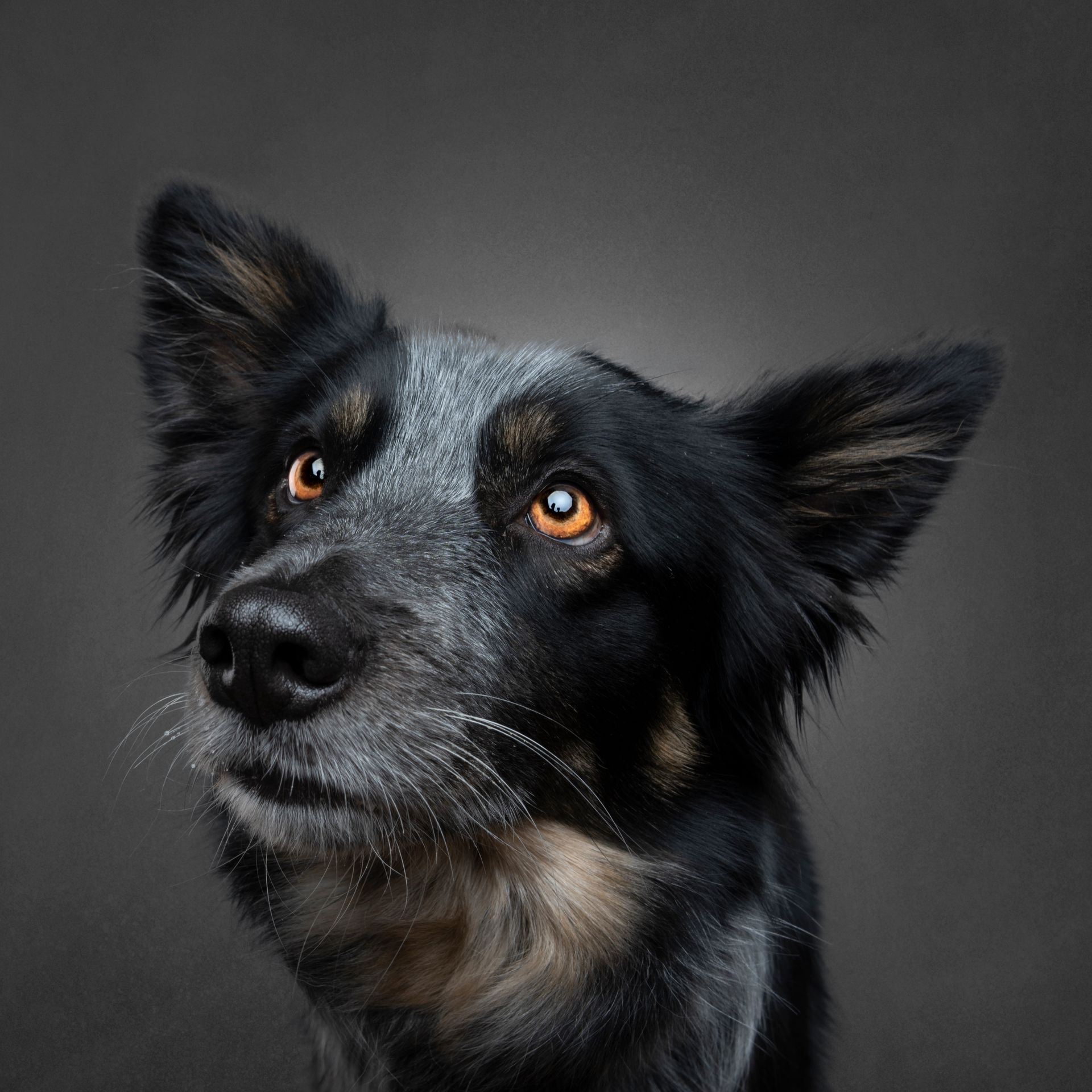 Fotografo di cani
Ritratti di cani
Fotografo di cani modenaFotografo di cani
Ritratti di cani
Fotografo di cani modena