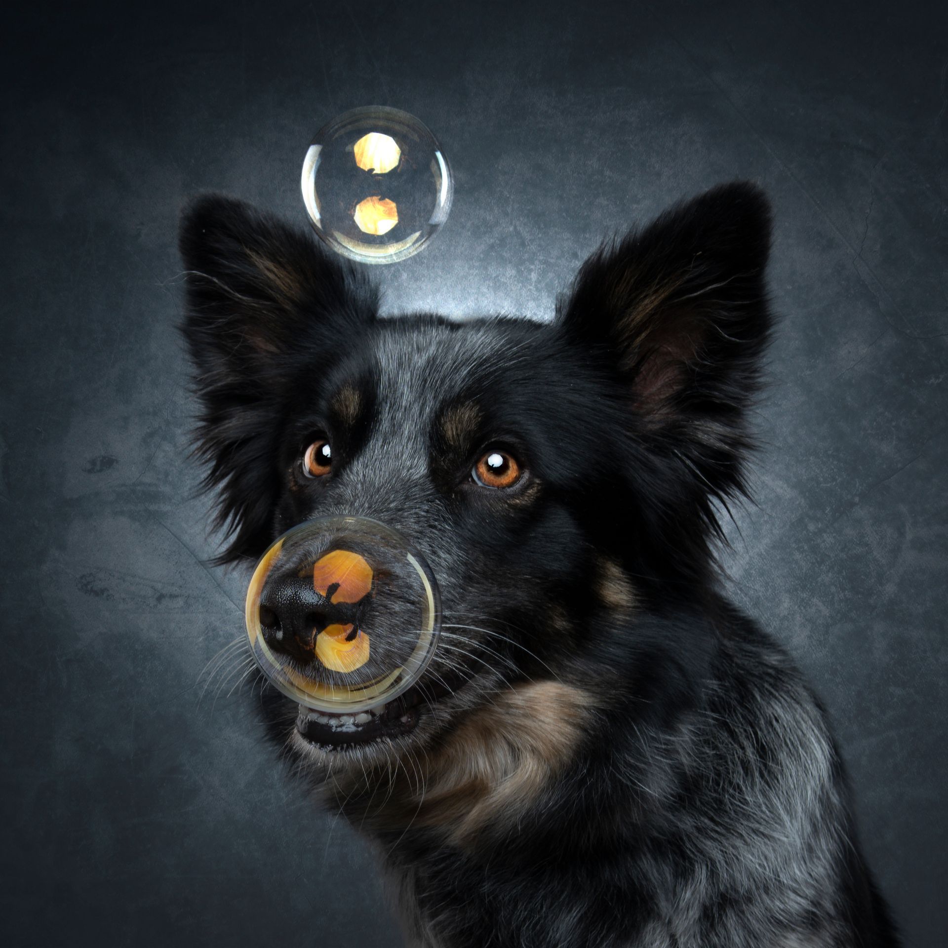 Fotografo di cani
Ritratti di cani
Fotografo di cani modenaFotografo di cani
Ritratti di cani
Fotografo di cani modena