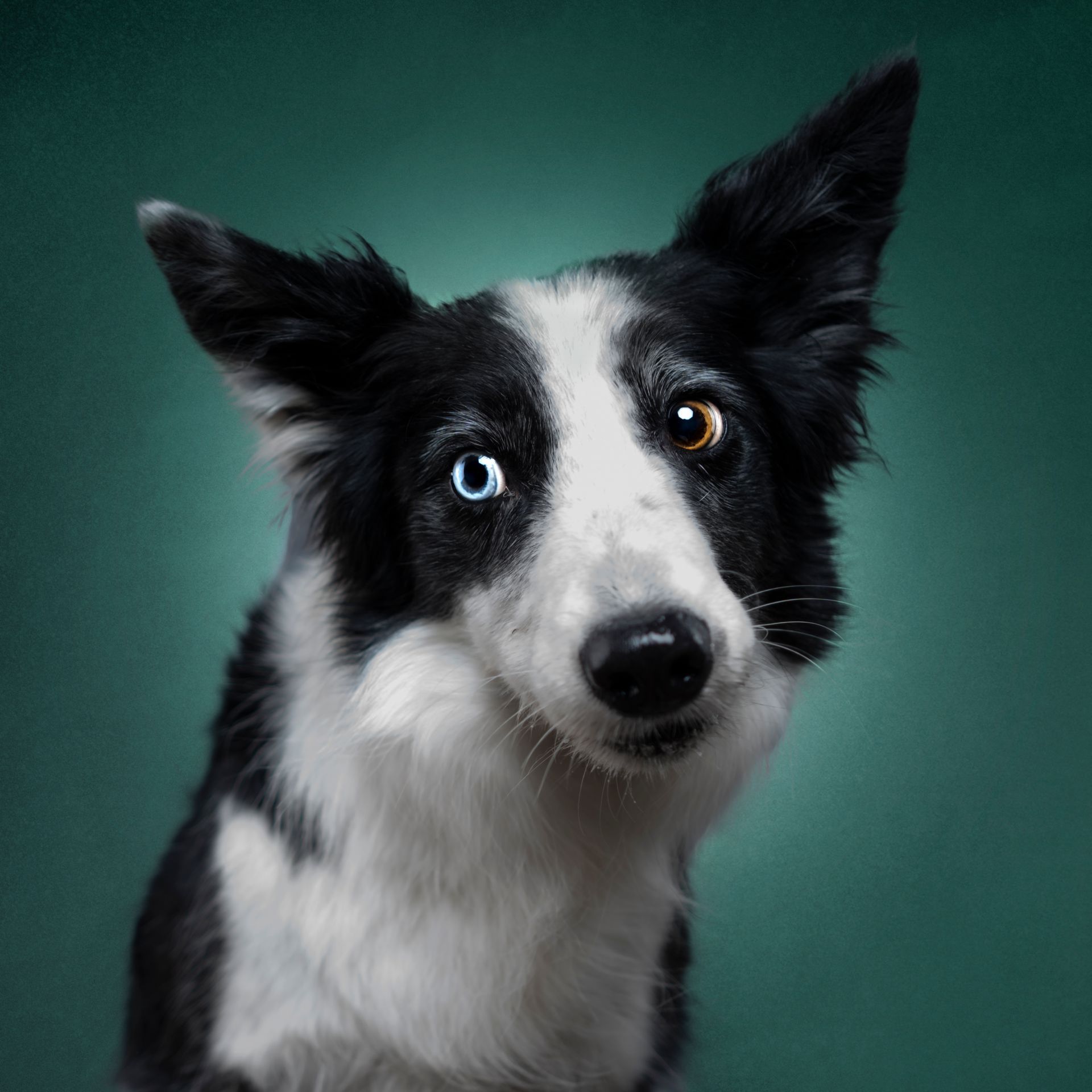 Fotografo di cani
Ritratti di cani
Fotografo di cani modenaFotografo di cani
Ritratti di cani
Fotografo di cani modena