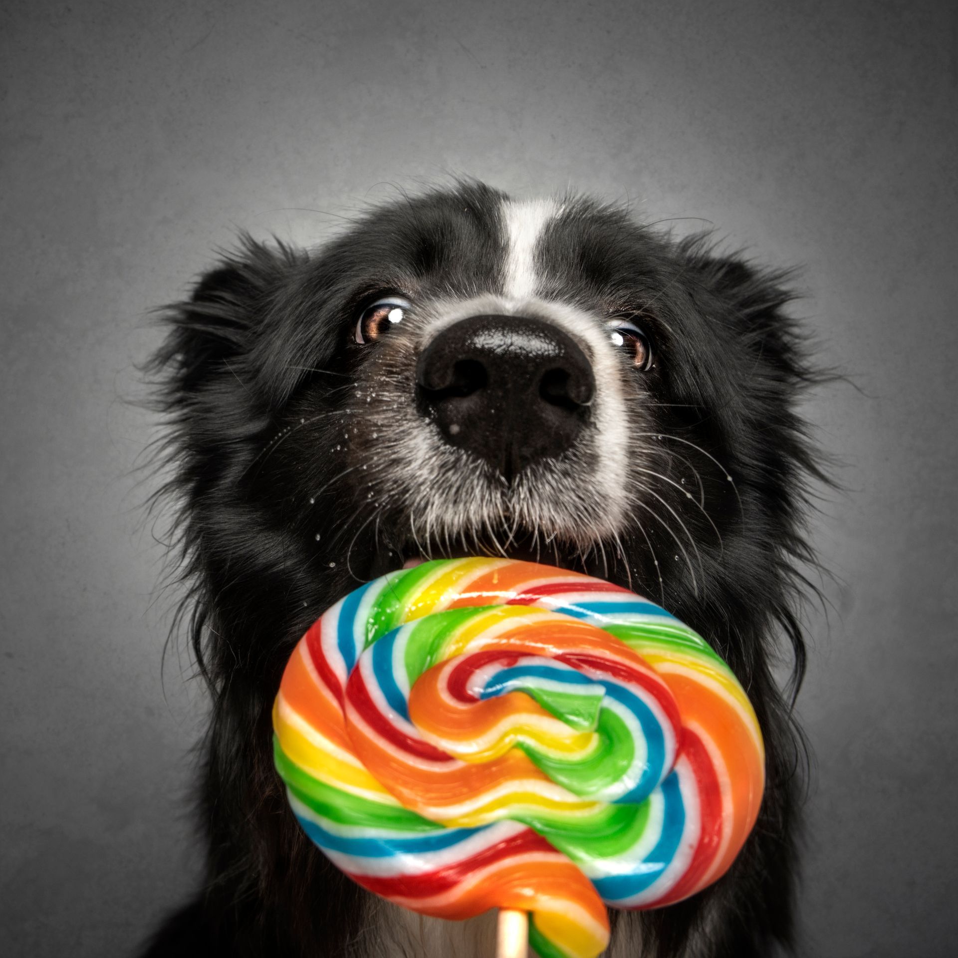 Fotografo di cani
Ritratti di cani
Fotografo di cani modenaFotografo di cani
Ritratti di cani
Fotografo di cani modena