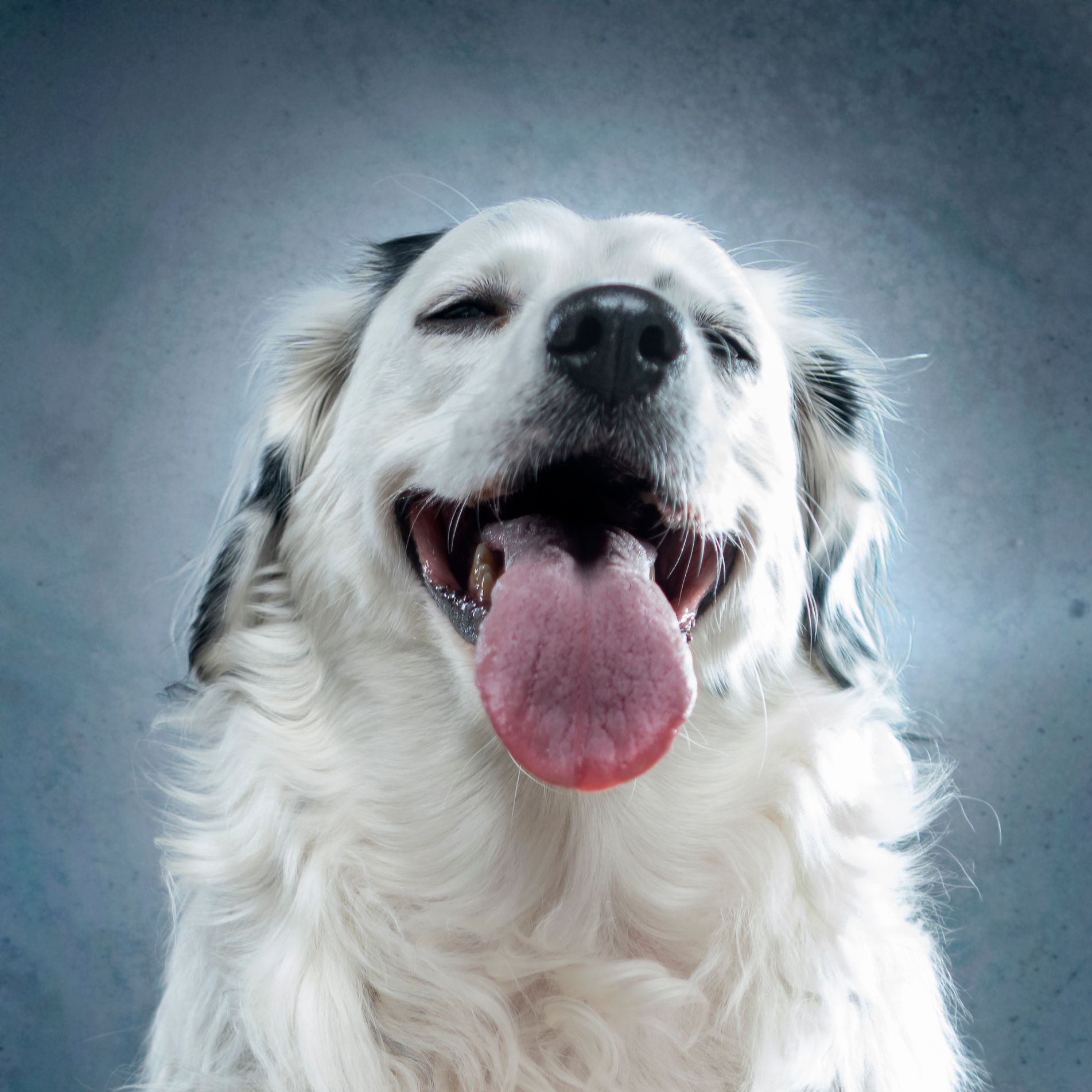 Fotografo di cani
Ritratti di cani
Fotografo di cani modenaFotografo di cani
Ritratti di cani
Fotografo di cani modena