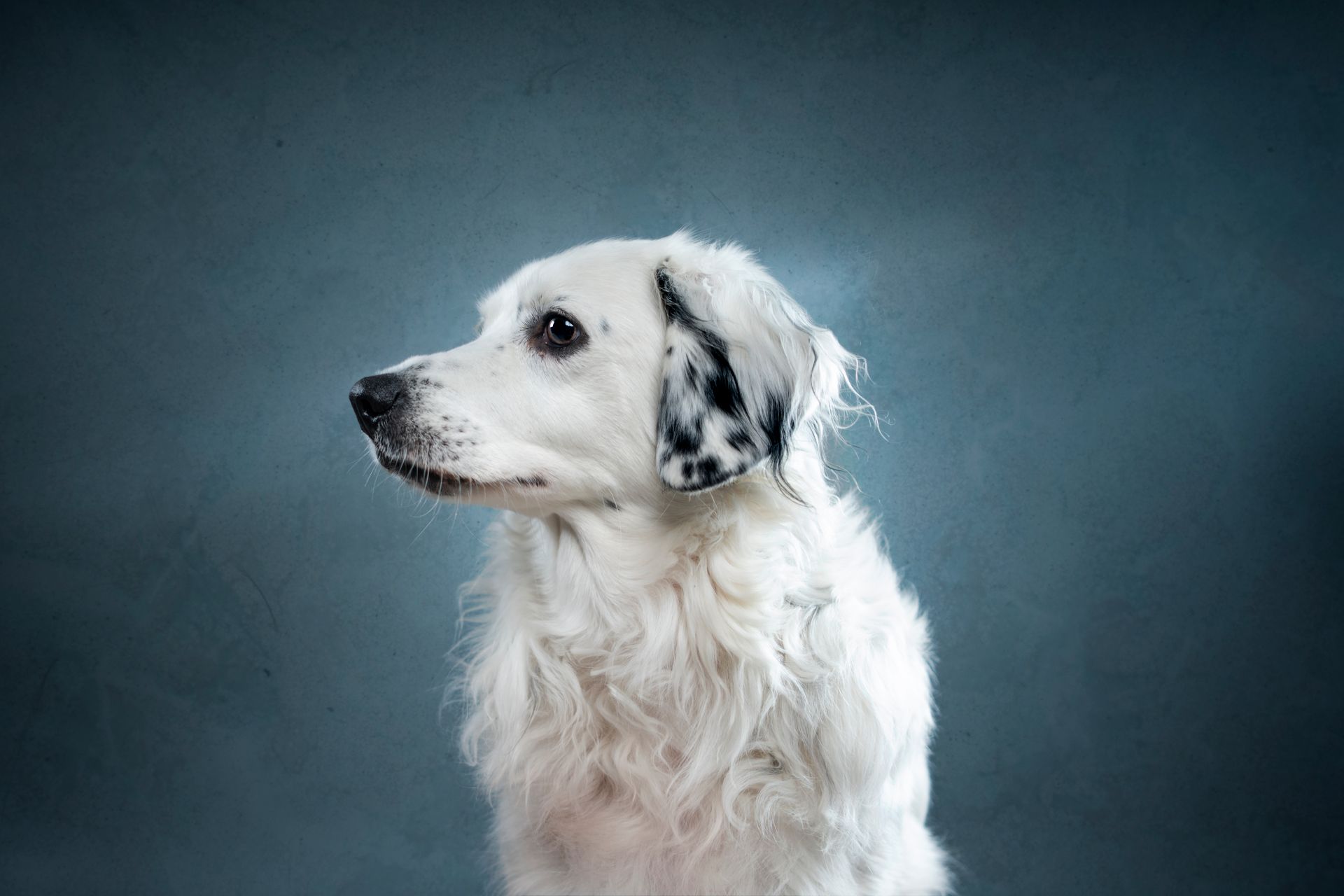 Fotografo di cani
Ritratti di cani
Fotografo di cani modenaFotografo di cani
Ritratti di cani
Fotografo di cani modena