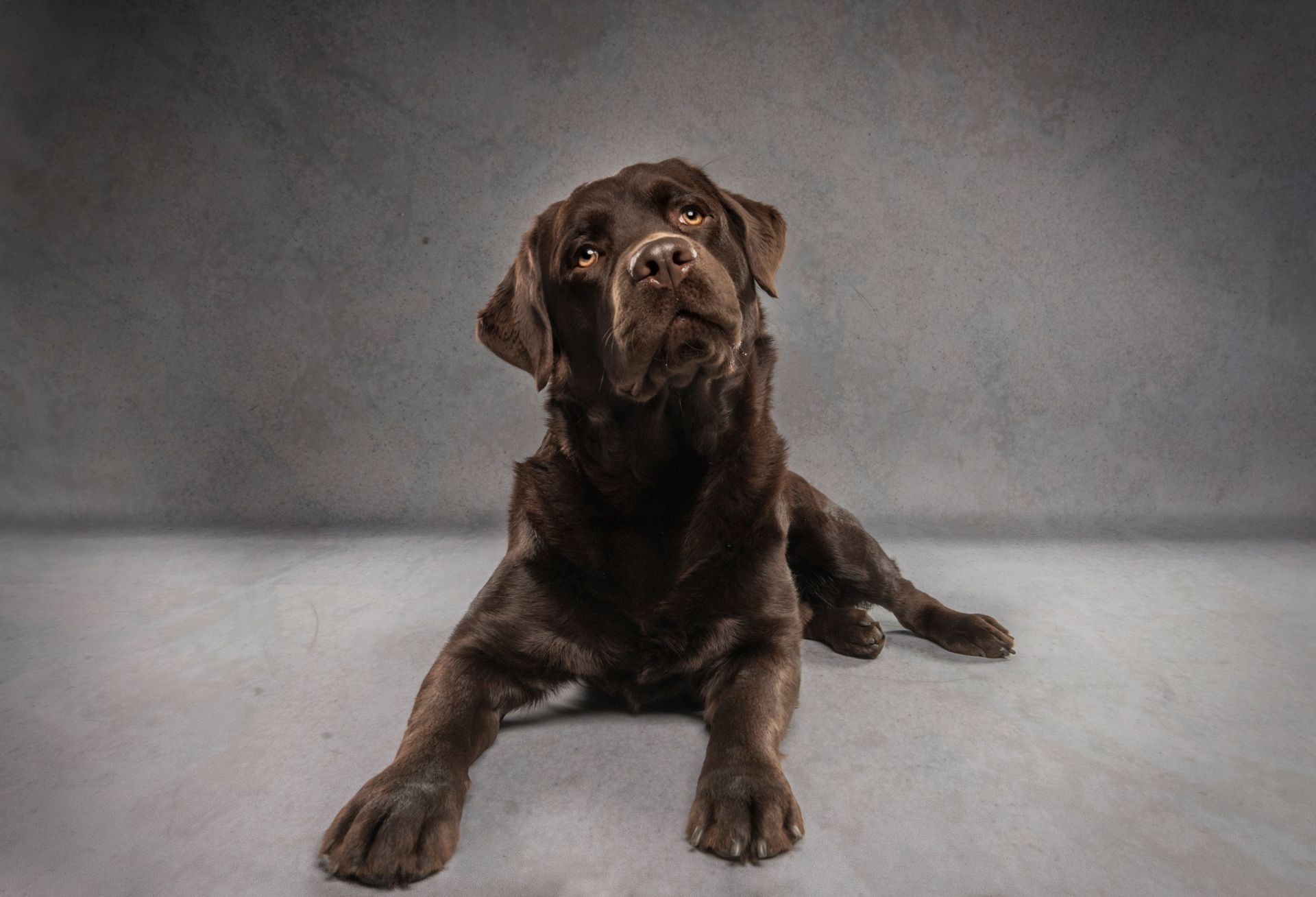 Fotografo di cani
Ritratti di cani
Fotografo di cani modenaFotografo di cani
Ritratti di cani
Fotografo di cani modena