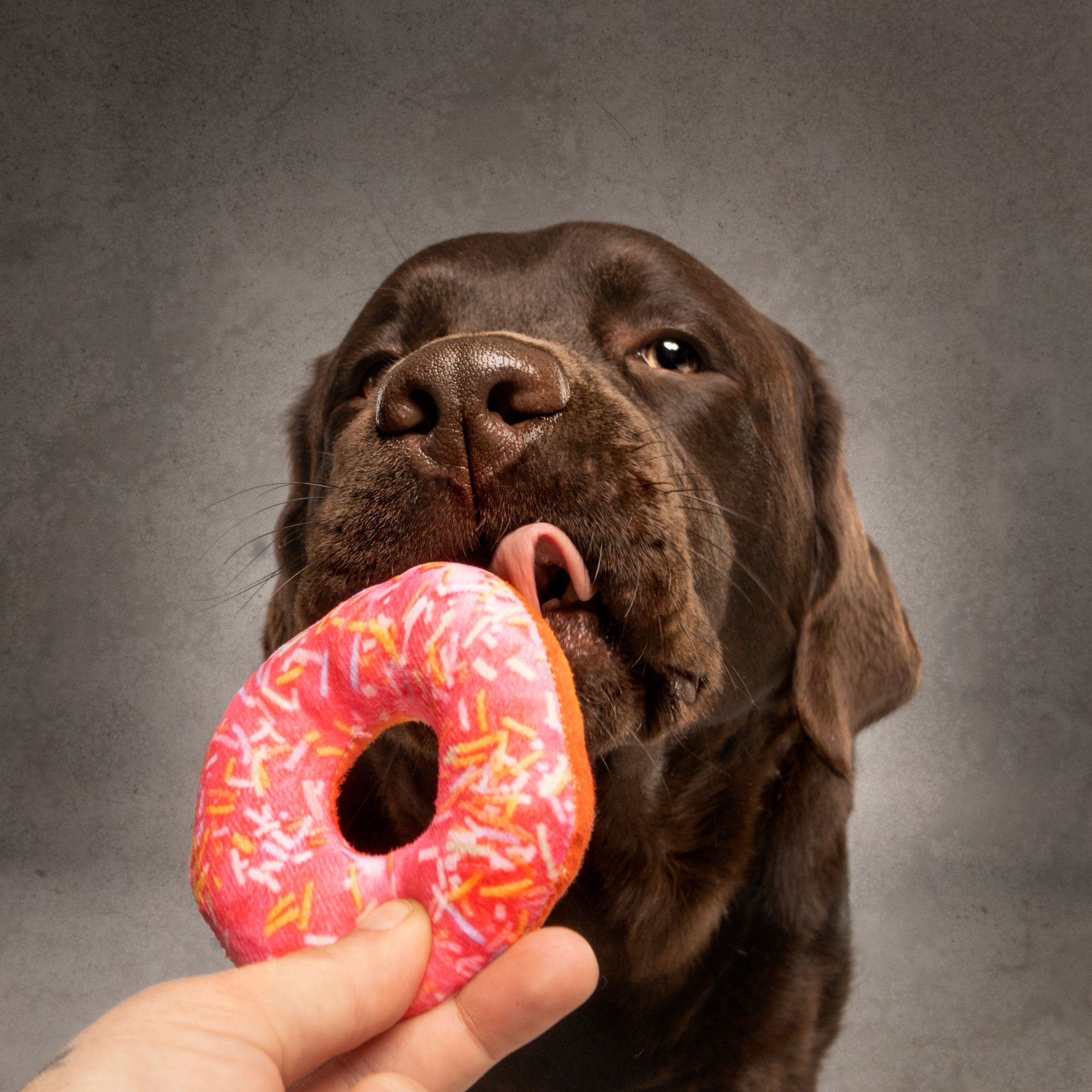Fotografo di cani
Ritratti di cani
Fotografo di cani modenaFotografo di cani
Ritratti di cani
Fotografo di cani modena