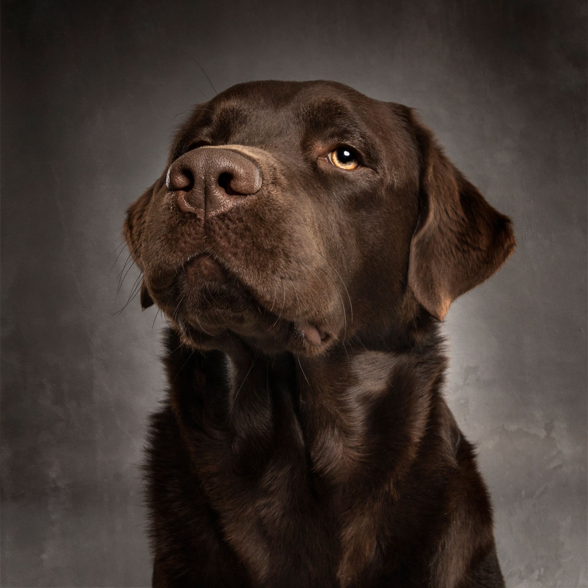 Fotografo di cani
Ritratti di cani
Fotografo di cani modenaFotografo di cani
Ritratti di cani
Fotografo di cani modena