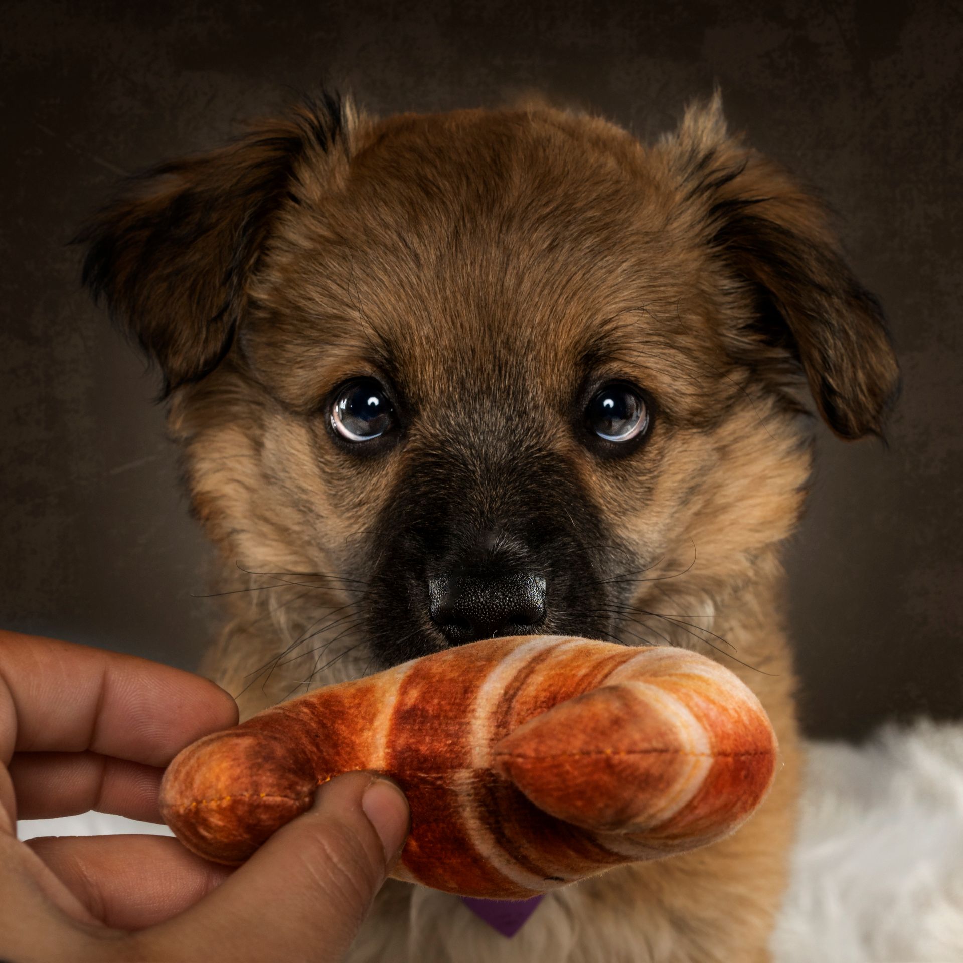 Fotografo di cani
Ritratti di cani
Fotografo di cani modenaFotografo di cani
Ritratti di cani
Fotografo di cani modena
