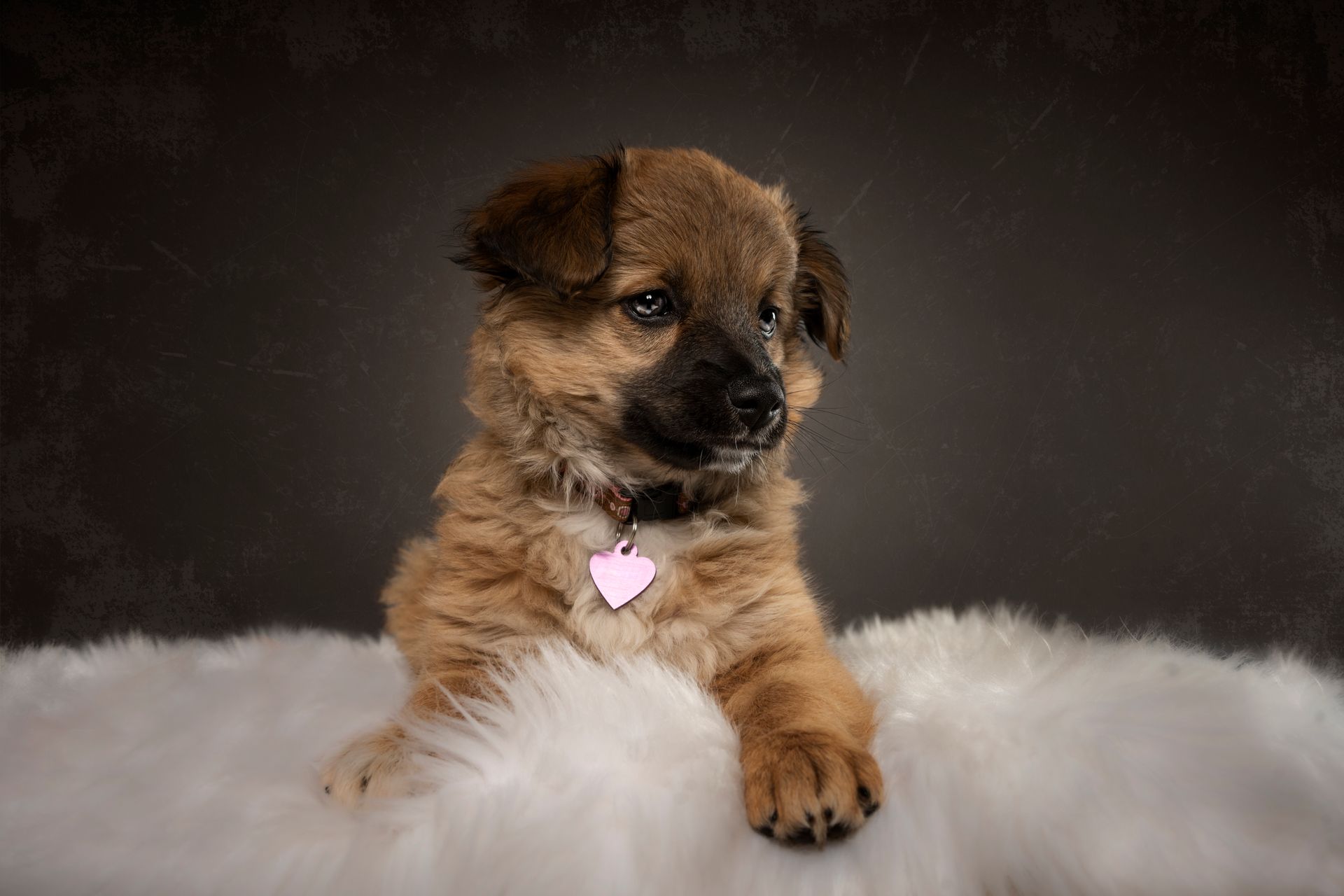 Fotografo di cani
Ritratti di cani
Fotografo di cani modenaFotografo di cani
Ritratti di cani
Fotografo di cani modena
