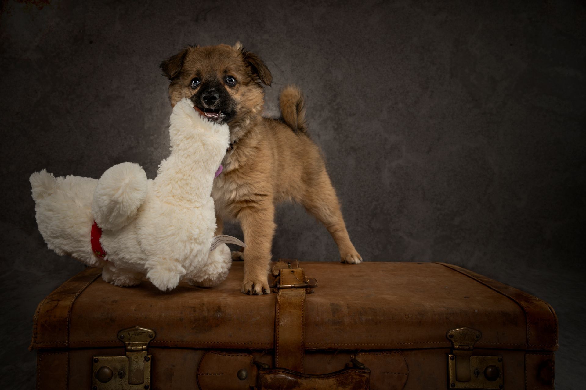 Fotografo di cani
Ritratti di cani
Fotografo di cani modenaFotografo di cani
Ritratti di cani
Fotografo di cani modena