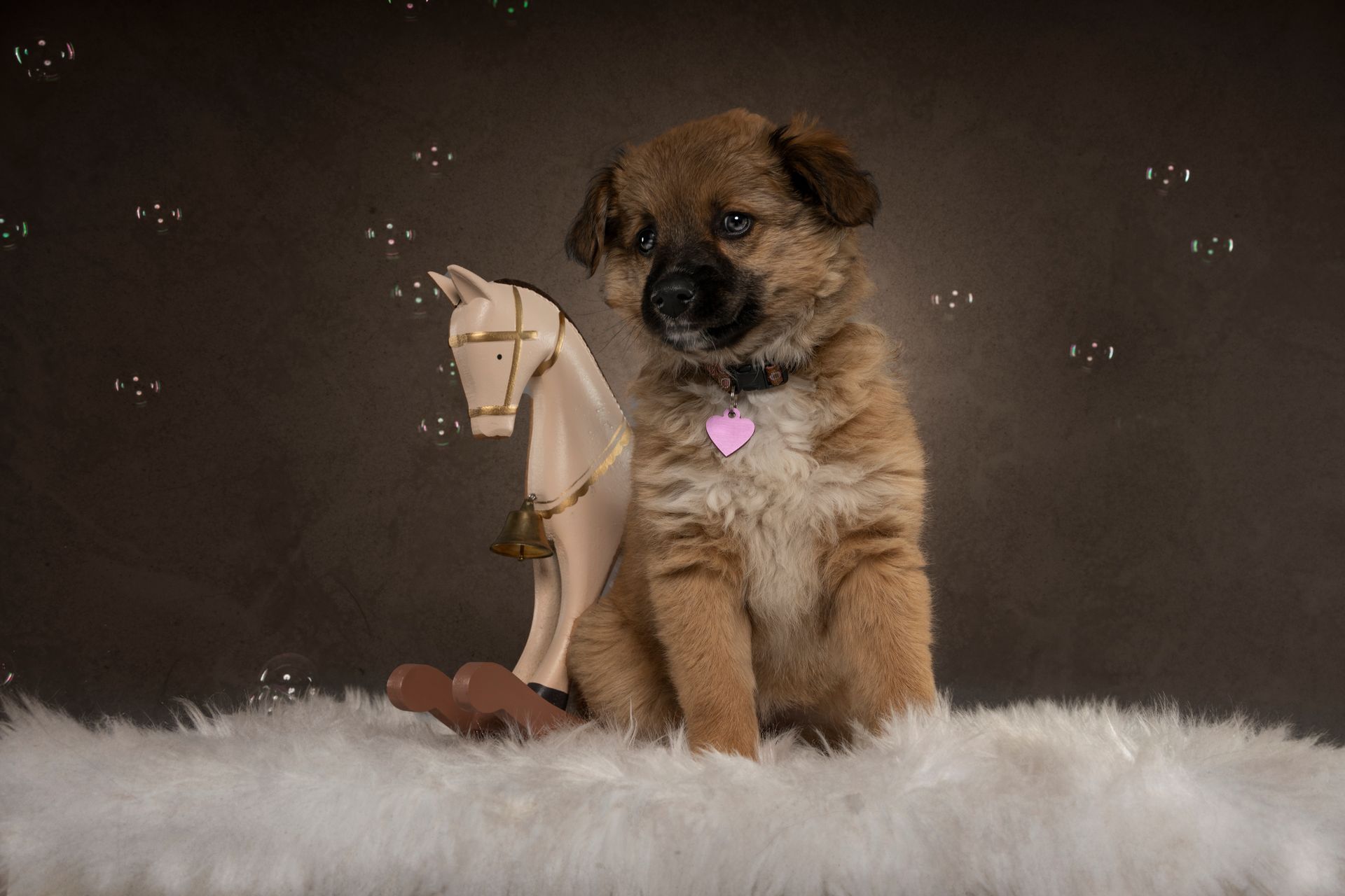 Fotografo di cani
Ritratti di cani
Fotografo di cani modenaFotografo di cani
Ritratti di cani
Fotografo di cani modena