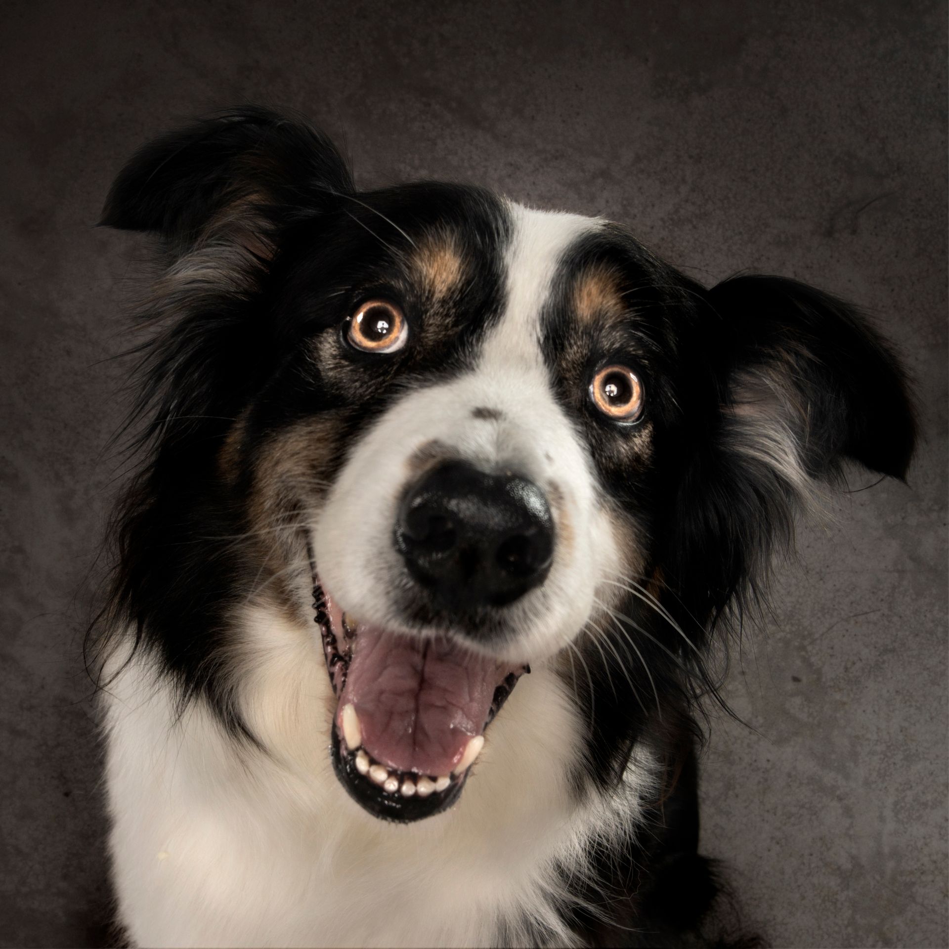 Fotografo di cani
Ritratti di cani
Fotografo di cani modenaFotografo di cani
Ritratti di cani
Fotografo di cani modena