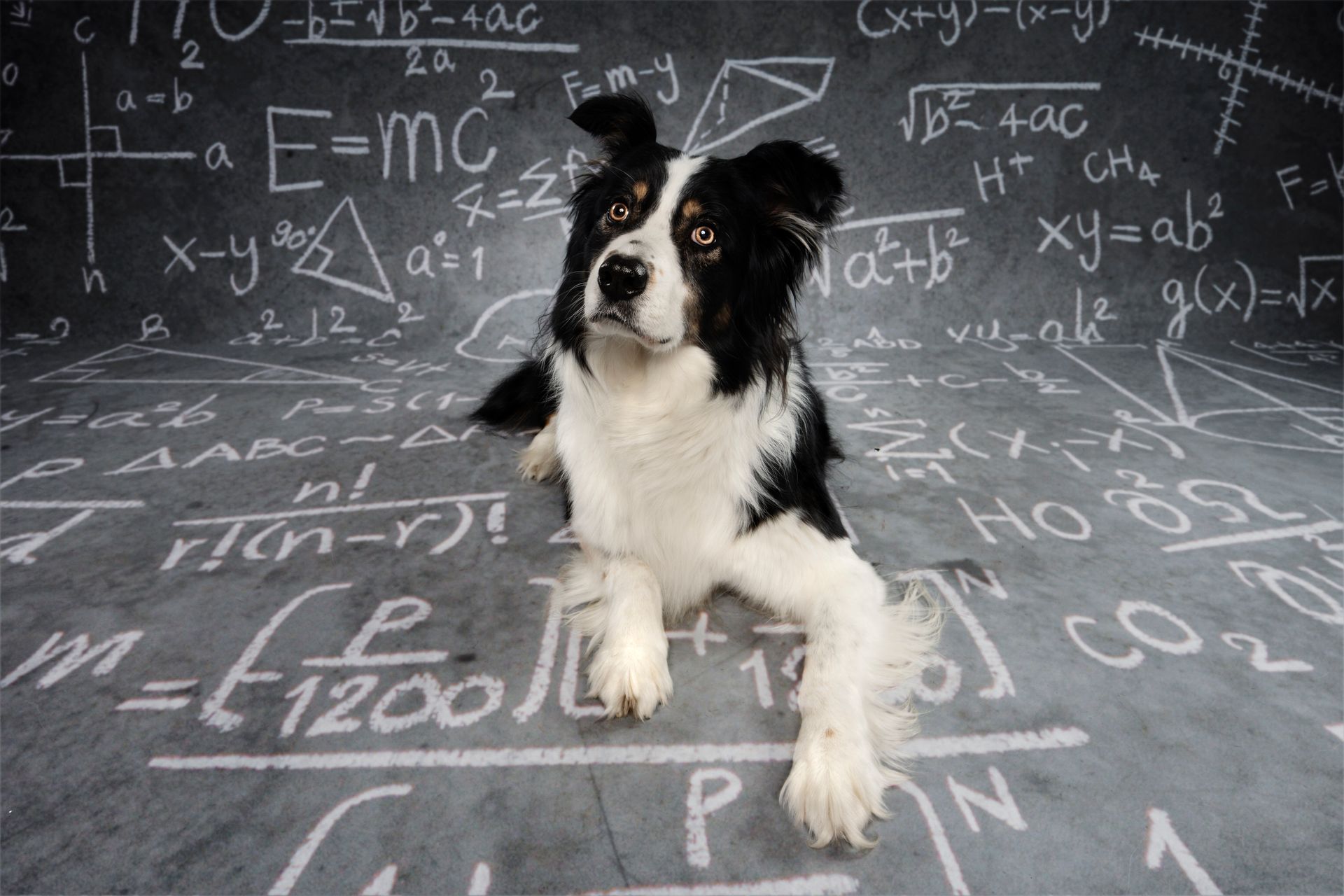 Fotografo di cani
Ritratti di cani
Fotografo di cani modenaFotografo di cani
Ritratti di cani
Fotografo di cani modena