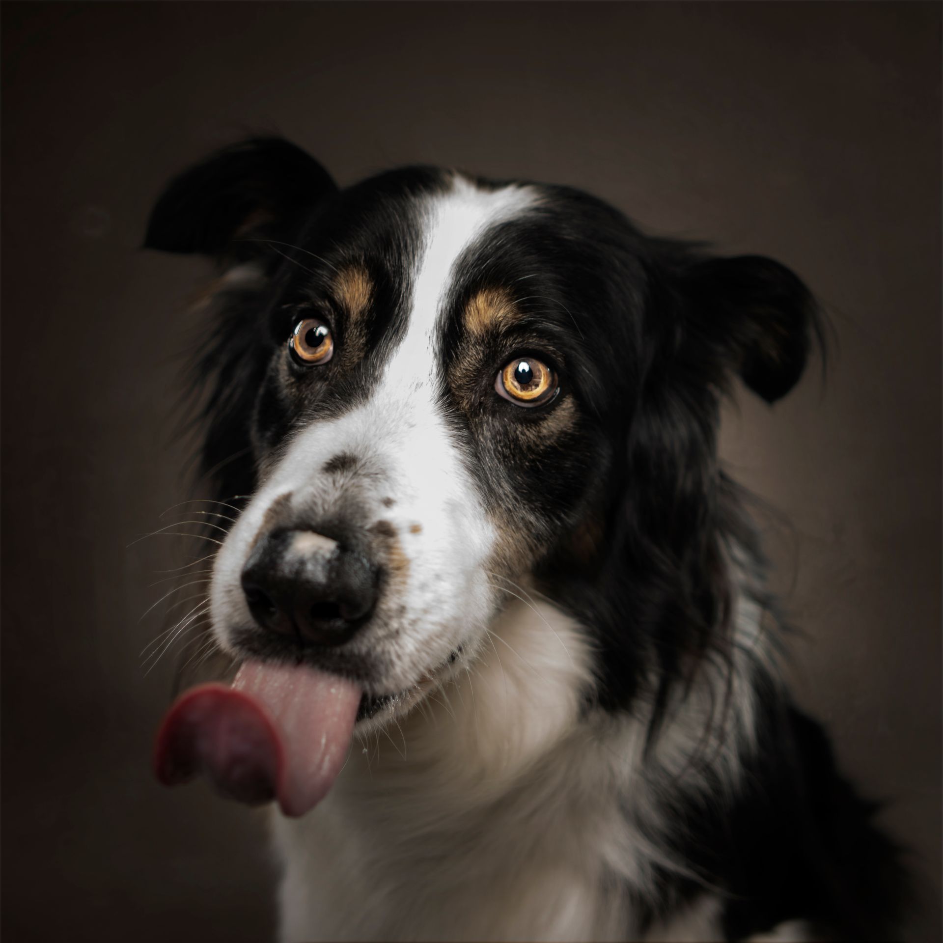 Fotografo di cani
Ritratti di cani
Fotografo di cani modenaFotografo di cani
Ritratti di cani
Fotografo di cani modena