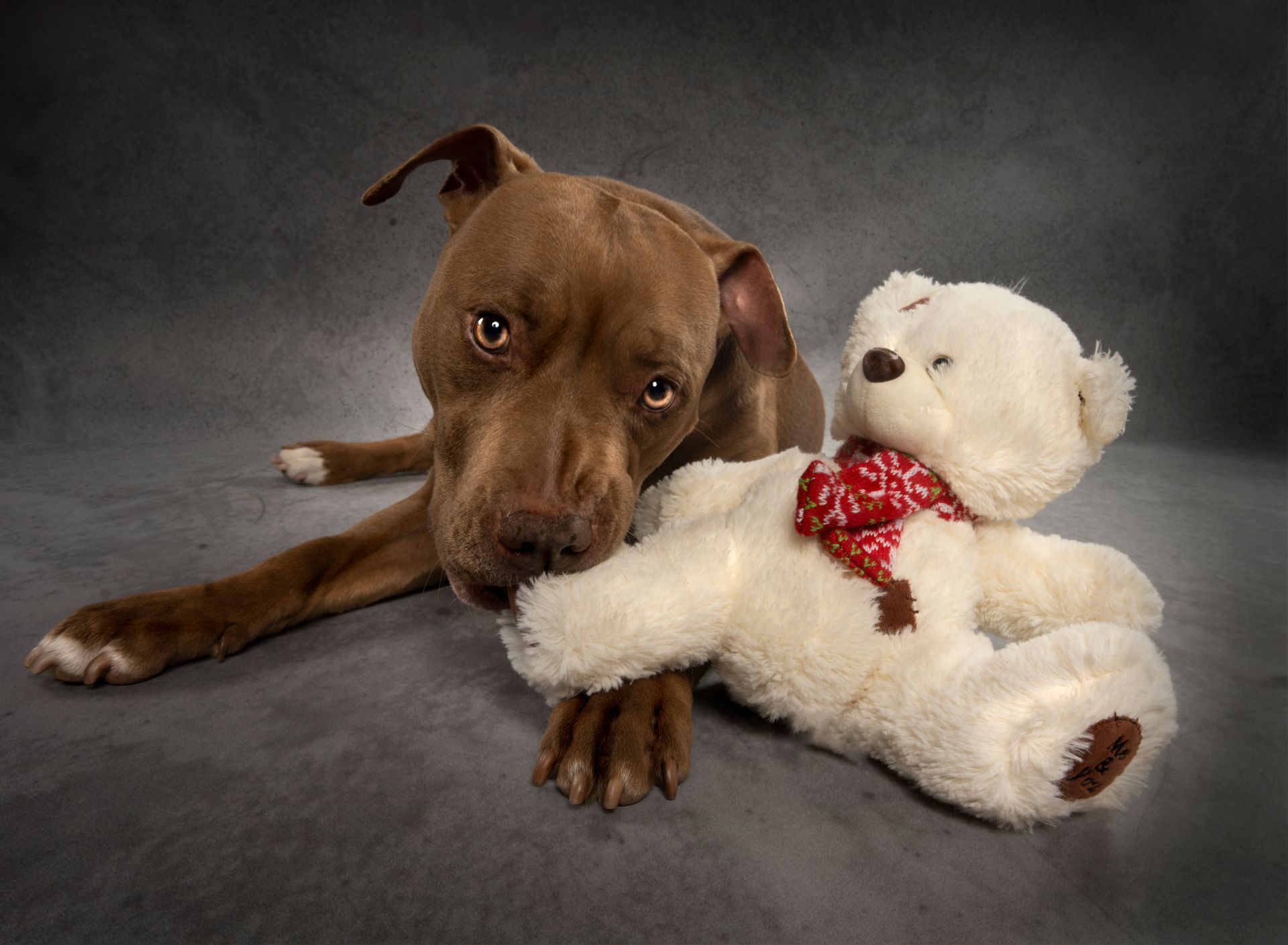 Fotografo di cani
Ritratti di cani
Fotografo di cani modenaFotografo di cani
Ritratti di cani
Fotografo di cani modena