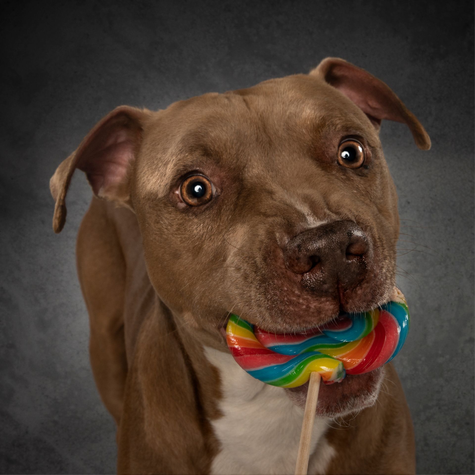 Fotografo di cani
Ritratti di cani
Fotografo di cani modenaFotografo di cani
Ritratti di cani
Fotografo di cani modena