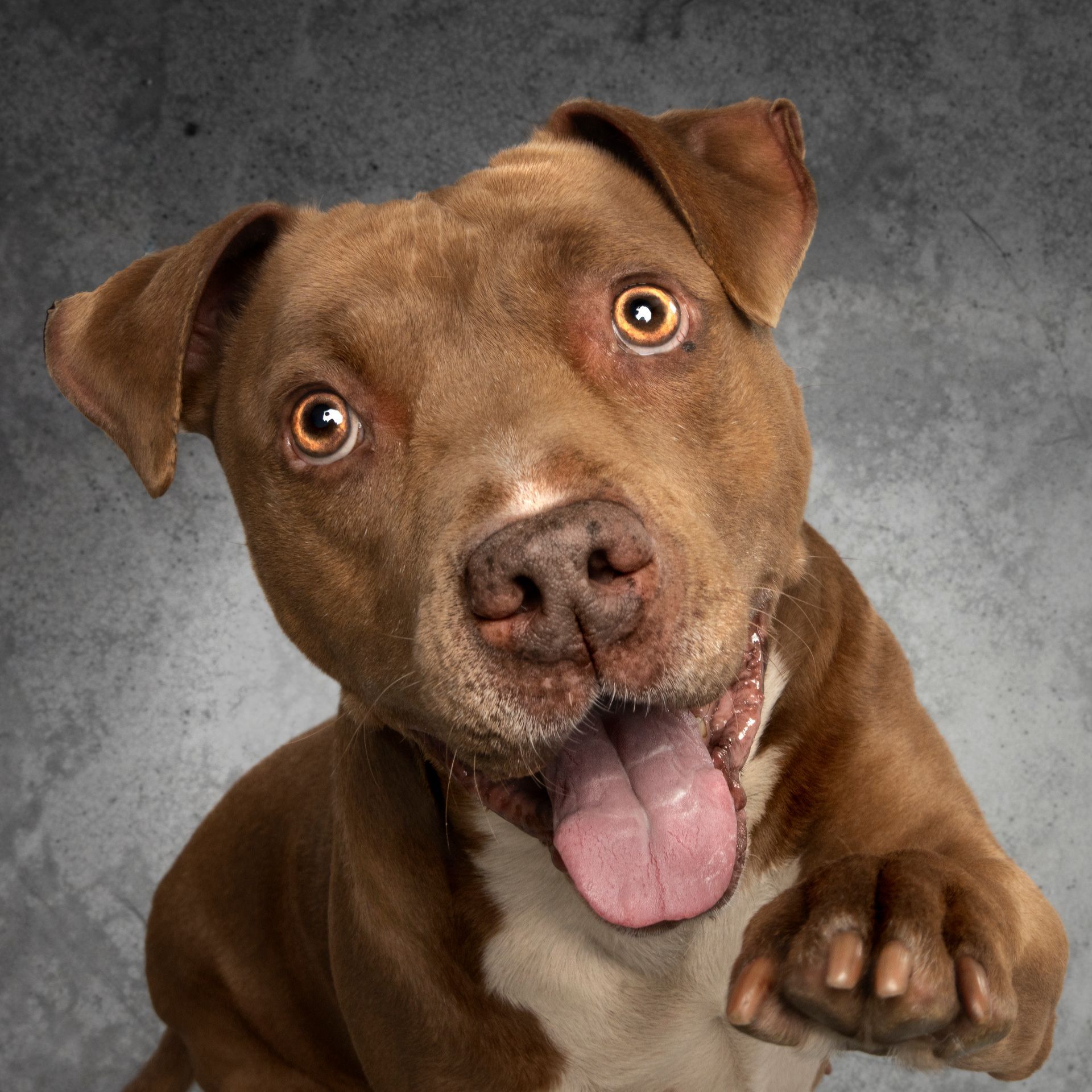 Fotografo di cani
Ritratti di cani
Fotografo di cani modenaFotografo di cani
Ritratti di cani
Fotografo di cani modena