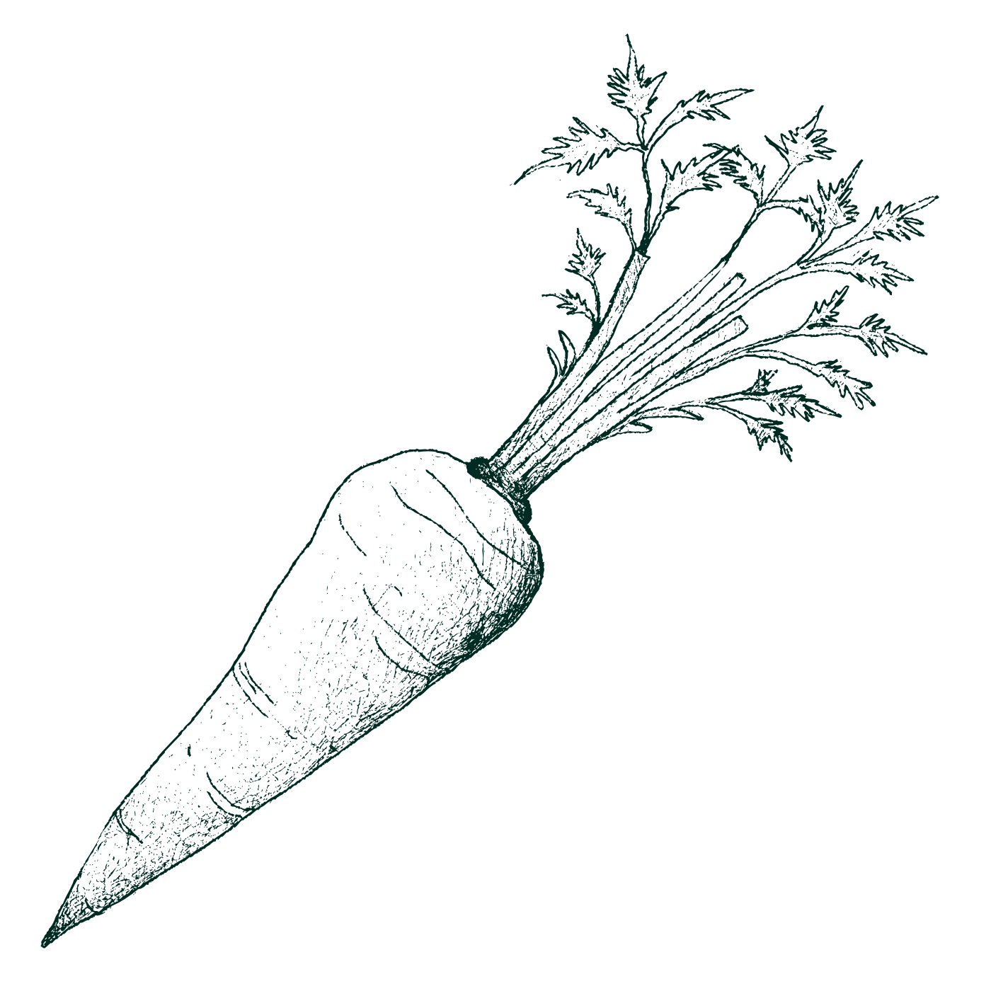 Handgetekende illustratie van een wortel met groen blad op een witte achtergrond.