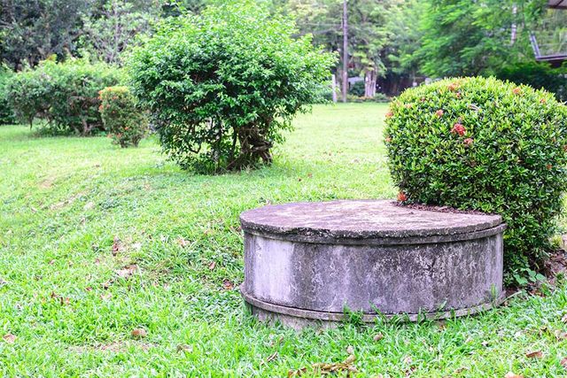 6 Ways To Prevent Septic System Damage From Trees
