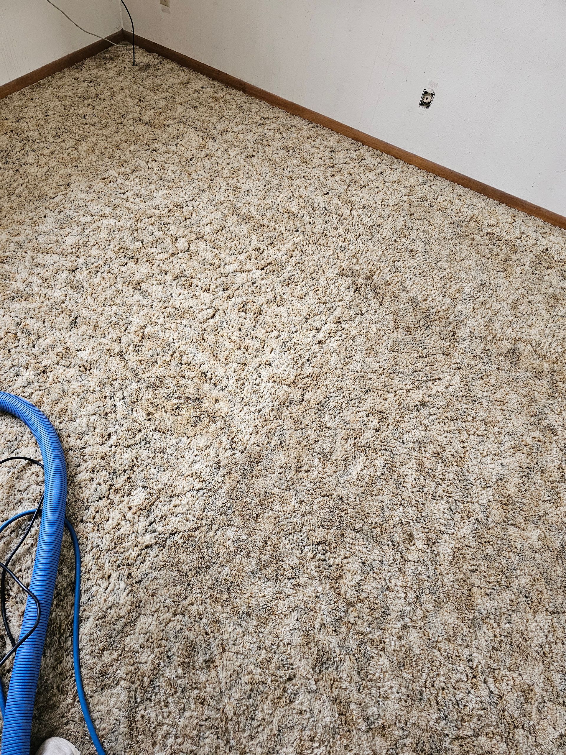 A room with a carpet and a vacuum cleaner on the floor.