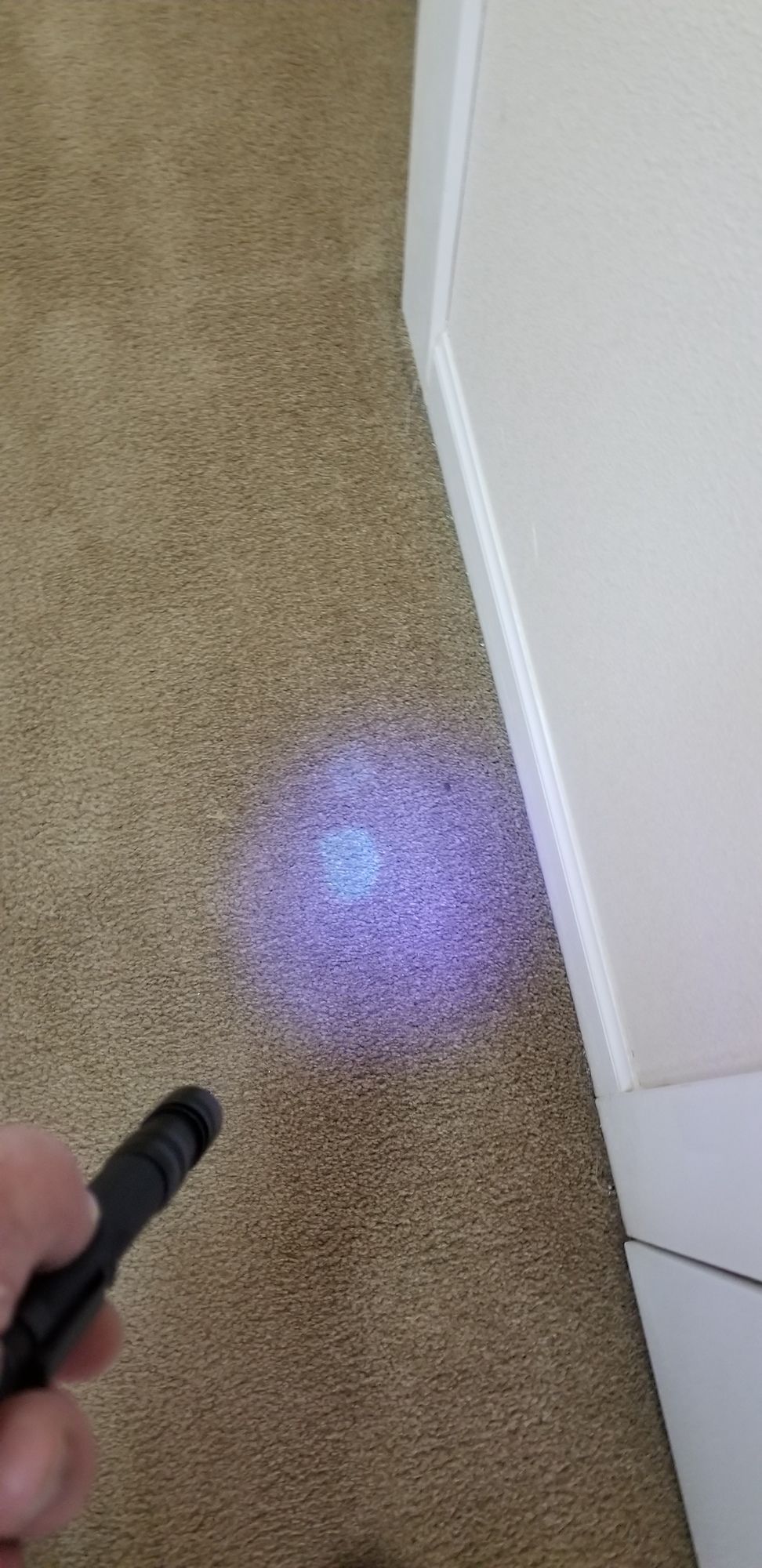 A person is holding a purple flashlight on a carpet.