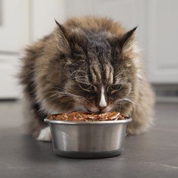 Nutritious meals for your cat