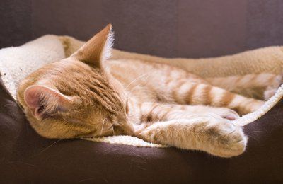 Nutritious and homemade food for cats