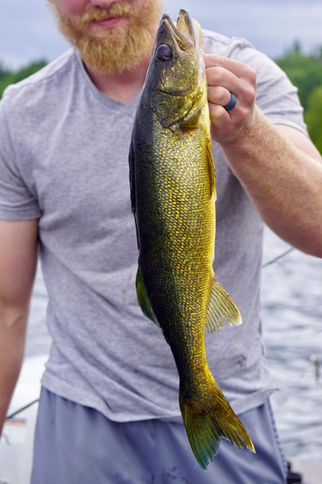 walleye
