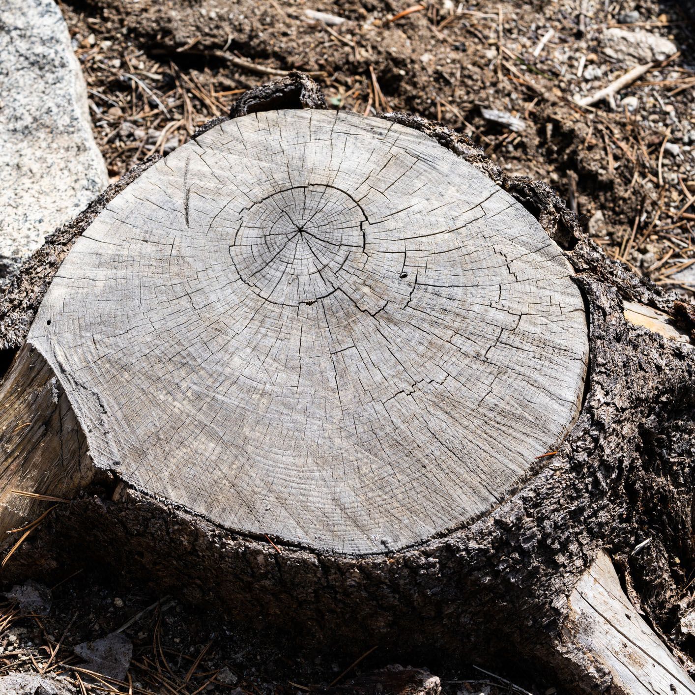 A close up of a tree stump in the dirt.