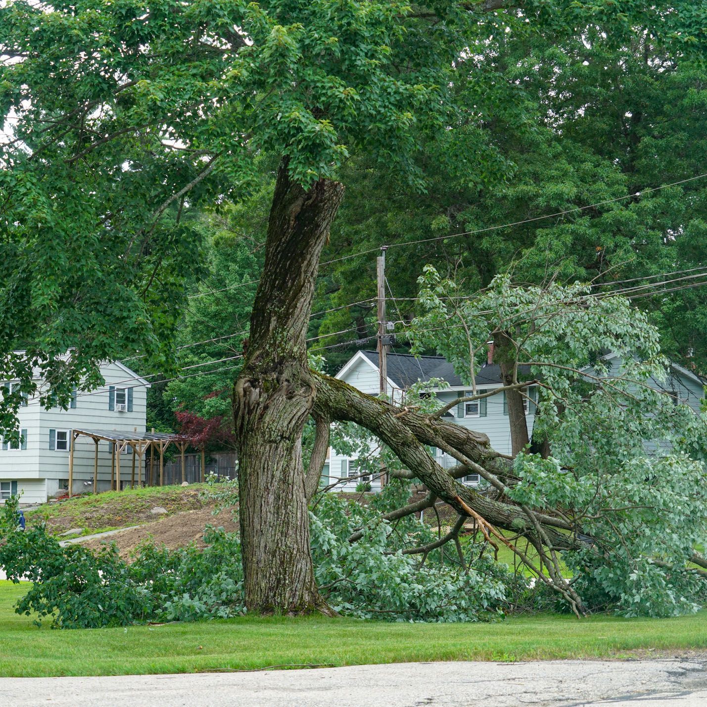 A tree with a fallen branch in front of a house