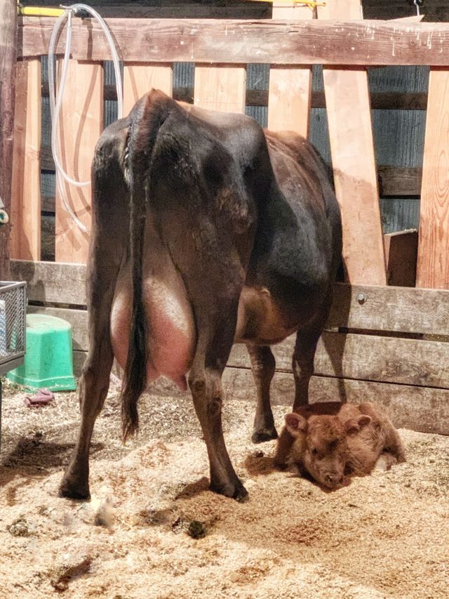 The Milk House photo 18