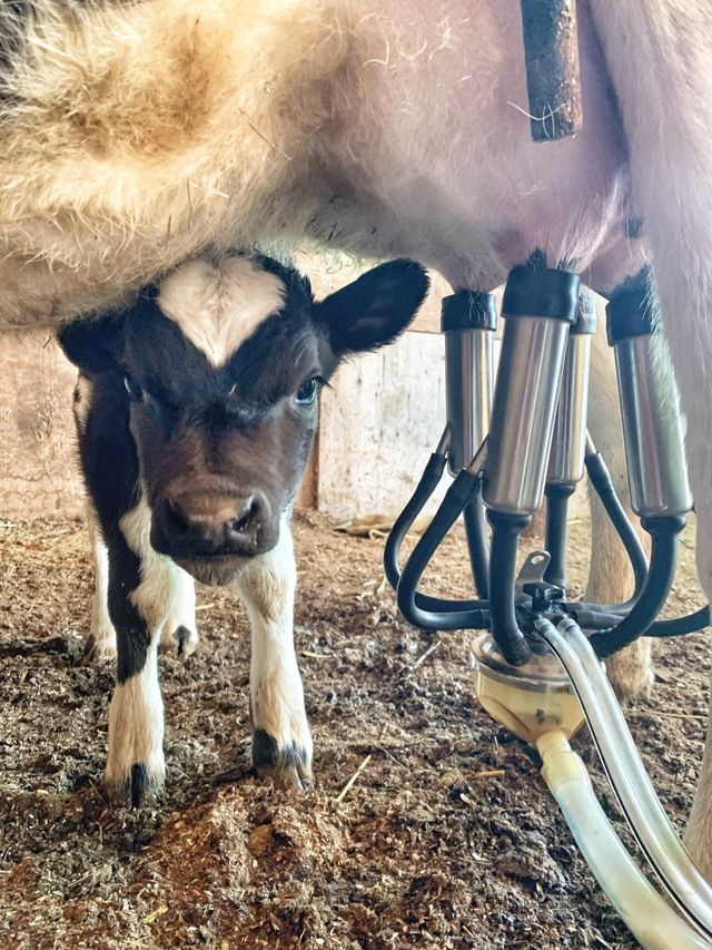 The Milk House photo 16