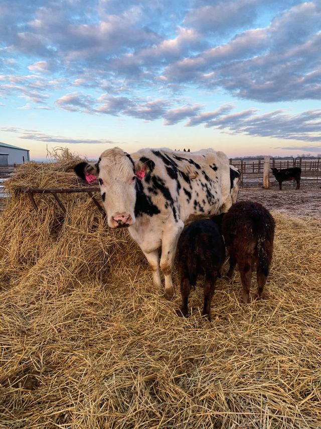 The Milk House photo 13