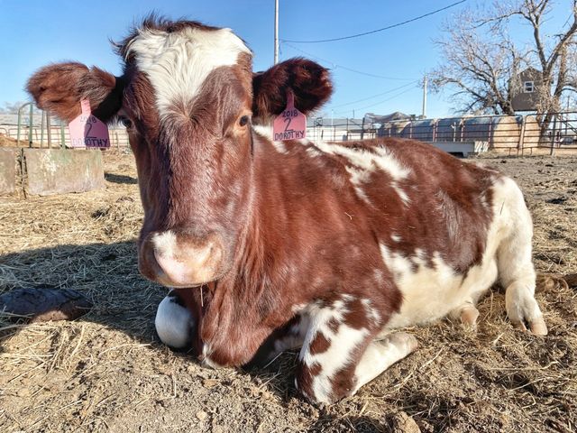 The Milk House photo 14