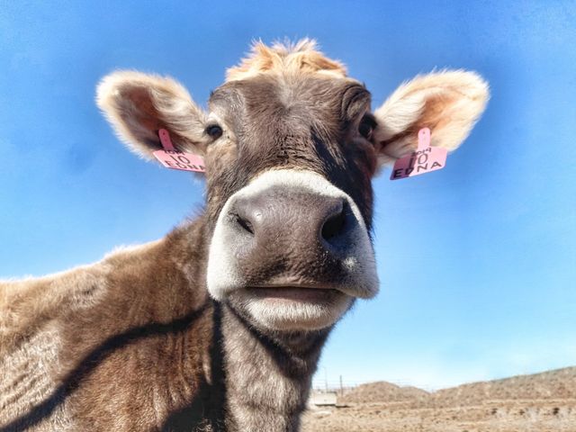 The Milk House photo 11